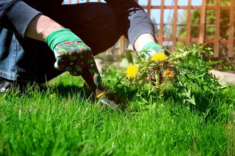 Garden Deweeding in Aiken, SC
