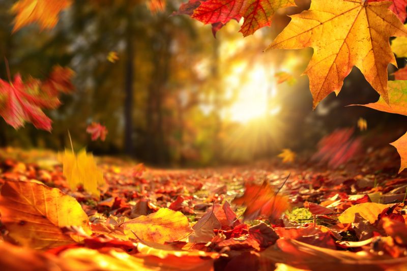 Fall Cleanup Services