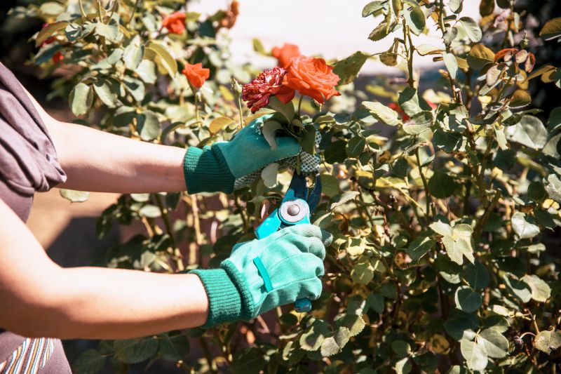 Butterfly Bush Pruning in Honolulu, HI