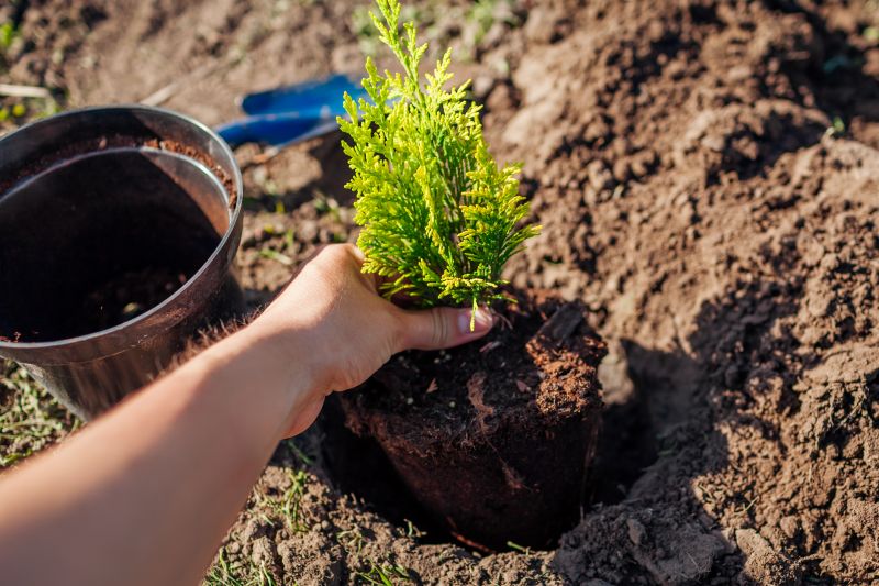Dogwood Tree Planting in Ventura County, CA