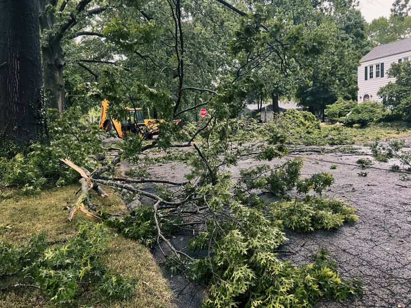 Tree Branch Disposal in Ventura County, CA